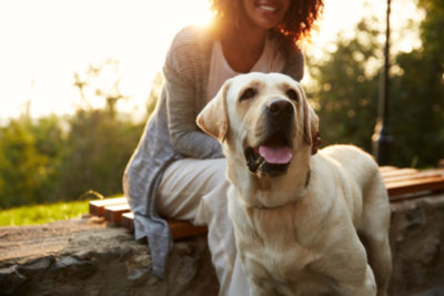 ふやかしフードは療養中やシニア犬の食事としても役立つ